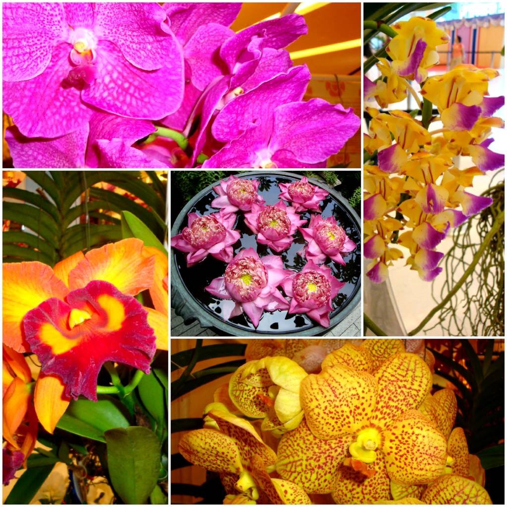 bob stirrup quarante ans de passion pour ses orchidees