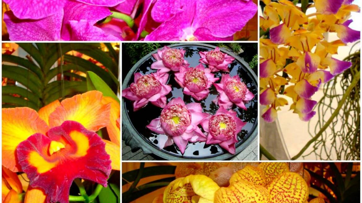 Bob Stirrup, quarante ans de passion pour ses orchidées